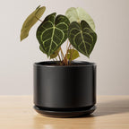 Plant Pot Large Ceramic Pots