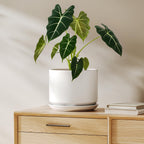 Plant Pot Large Ceramic Pots