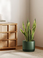 Plant Pot Large Ceramic Pots