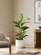 Plant Pot Large Ceramic Pots
