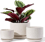 Plant Pot Large Ceramic Pots