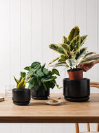 Plant Pot Large Ceramic Pots