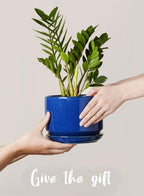 Plant Pot Large Ceramic Pots