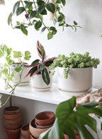 Plant Pot Large Ceramic Pots