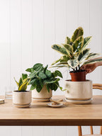 Plant Pot Large Ceramic Pots