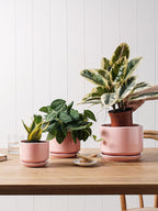 Plant Pot Large Ceramic Pots