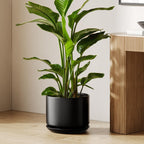 Plant Pot Large Ceramic Pots