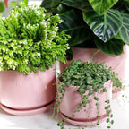 Plant Pot Large Ceramic Pots