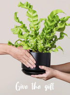 Plant Pot Large Ceramic Pots