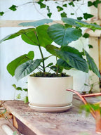 Plant Pot Large Ceramic Pots