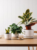 Plant Pot Large Ceramic Pots