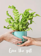 Plant Pot Large Ceramic Pots