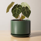 Plant Pot Large Ceramic Pots