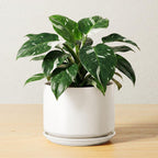 Plant Pot Large Ceramic Pots