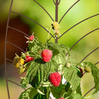 Plant Support Garden Stakes with Leaf Design (Set of 2)