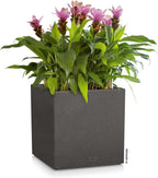 Self Watering Plant Pot Canto Stone 40 Low