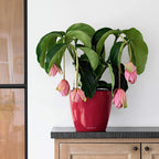 Self Watering Plant Pot Classico 35 Ls Garden