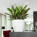 Self Watering Plant Pot Classico 35 Ls Garden