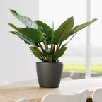 Self Watering Plant Pot Classico 35 Ls Garden