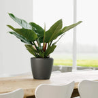 Self Watering Plant Pot Classico 35 Ls Garden