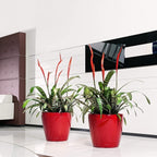 Self Watering Plant Pot Classico 35 Ls Garden (1 Pack)