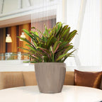 Self Watering Plant Pot Classico 35 Ls Garden