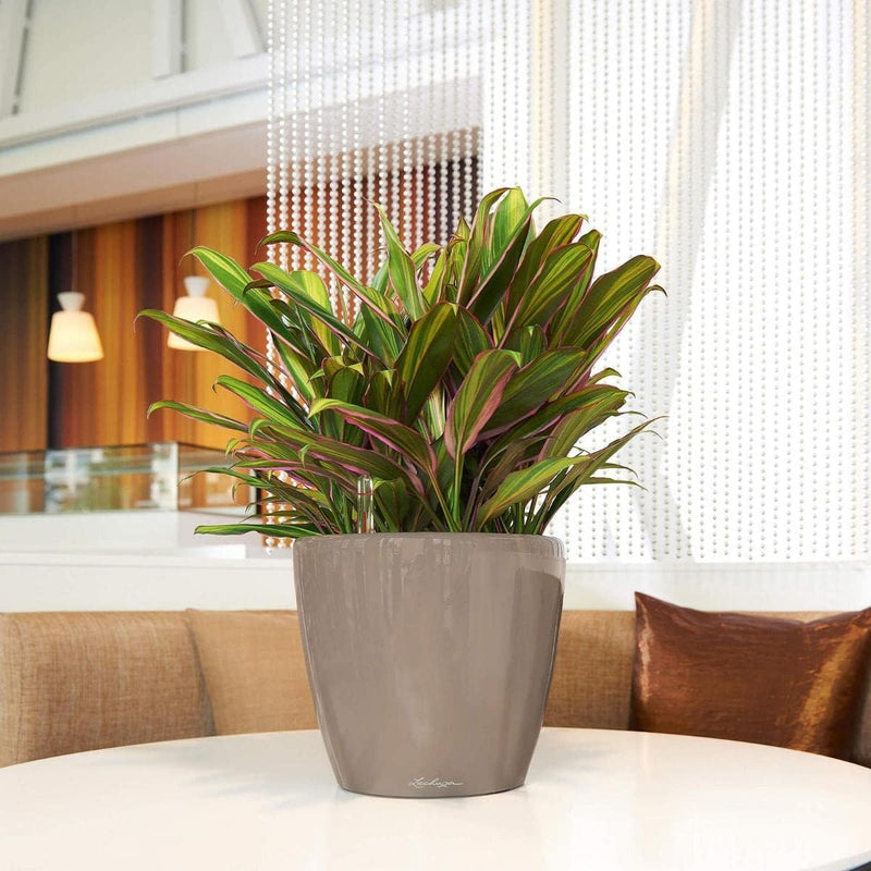 Self Watering Plant Pot Classico 35 Ls Garden