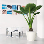 Self Watering Plant Pot Classico 35 Ls Garden