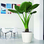 Self Watering Plant Pot Classico 35 Ls Garden