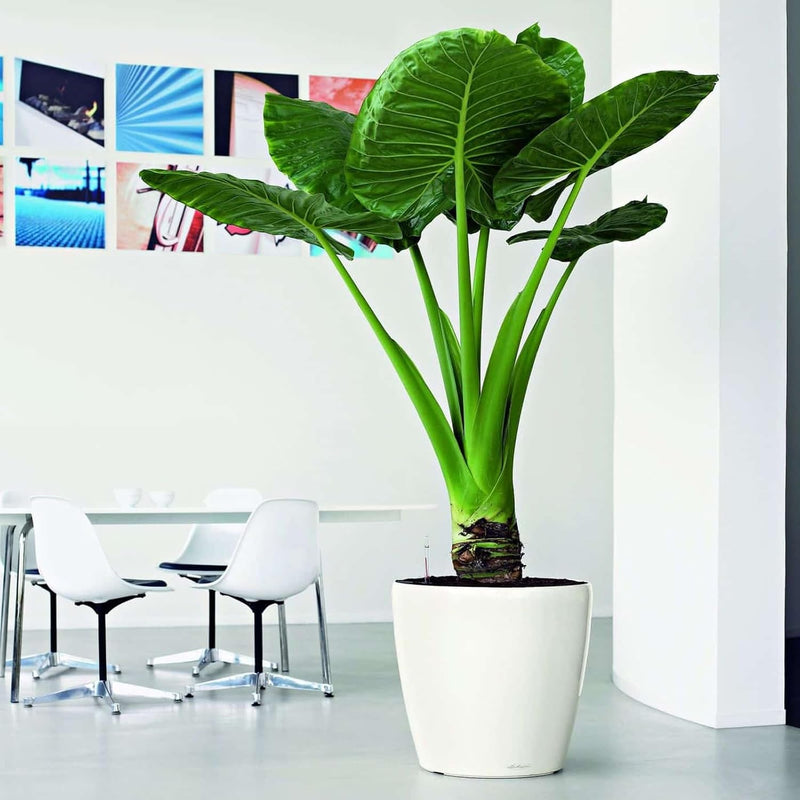 Self Watering Plant Pot Classico 35 Ls Garden