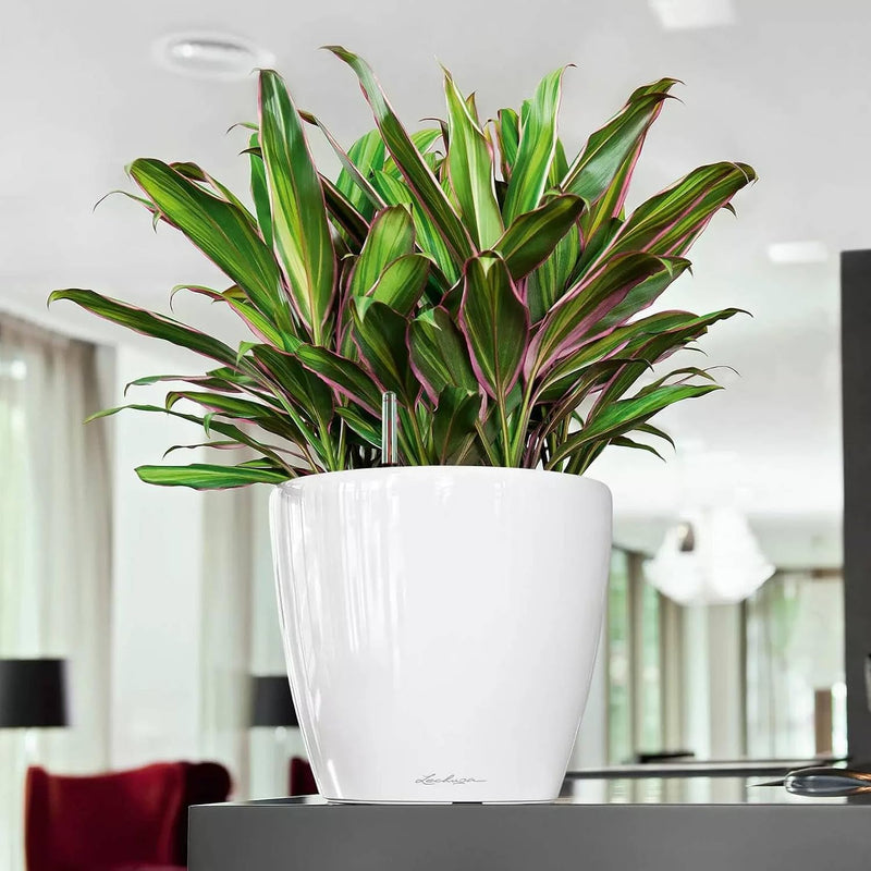 Self Watering Plant Pot Classico 35 Ls Garden