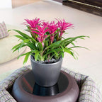 Self Watering Plant Pot Classico 35 Ls Garden