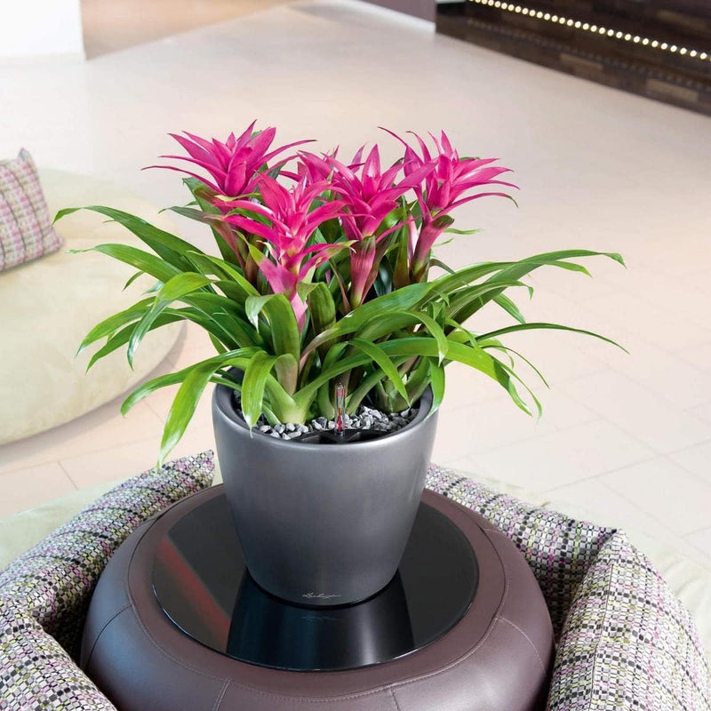 Self Watering Plant Pot Classico 35 Ls Garden (1 Pack)