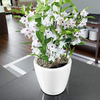 Self Watering Plant Pot Classico 35 Ls Garden