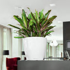 Self Watering Plant Pot Classico 35 Ls Garden