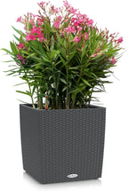 Self Watering Plant Pots Cube Cottage 40 Rattan
