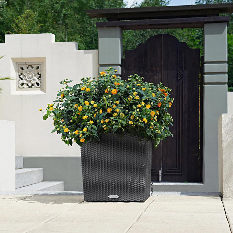 Self Watering Plant Pots Cube Cottage 40 Rattan