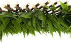Trellis Artificial Expanding Willow Fence with Leaf Foliage