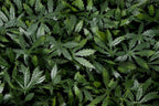 Trellis Artificial Expanding Willow Fence with Leaf Foliage