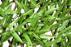 Trellis Artificial Expanding Willow Fence with Leaf Foliage