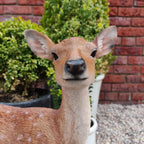 Xrl-Deer-B Size B Real Life Fallow Deer