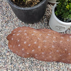 Xrl-Deer-B Size B Real Life Fallow Deer