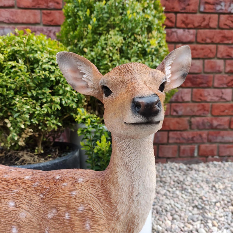 Xrl-Deer-B Size B Real Life Fallow Deer