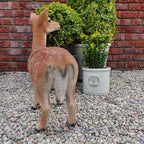 Xrl-Deer-B Size B Real Life Fallow Deer