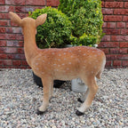 Xrl-Deer-B Size B Real Life Fallow Deer