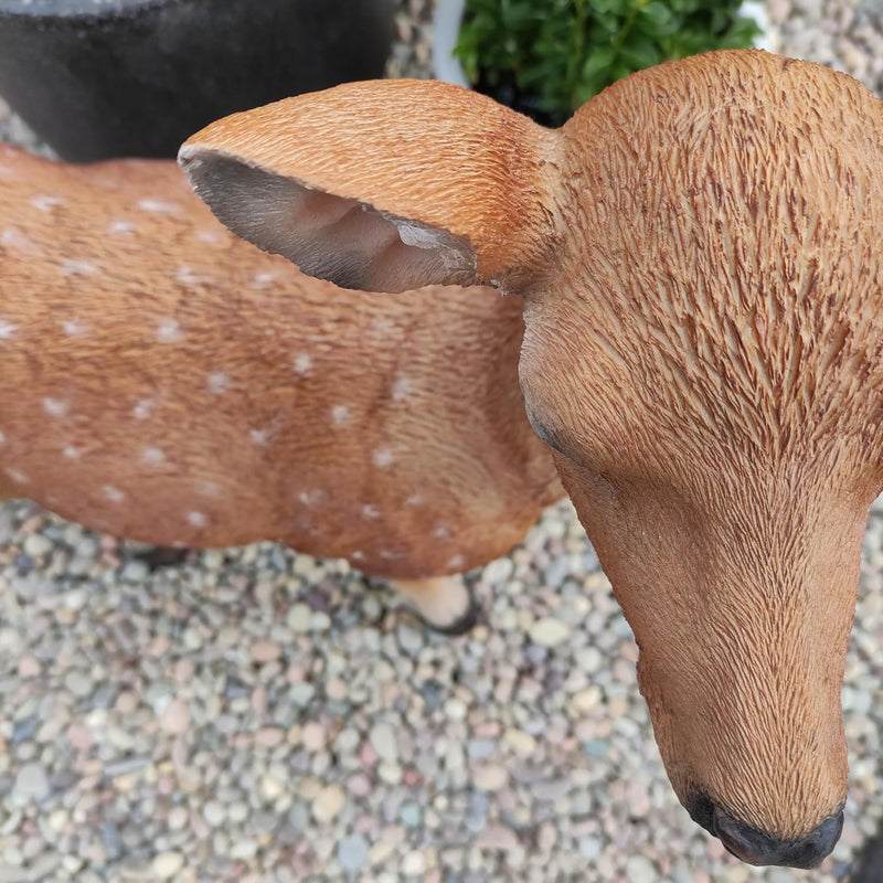 Xrl-Deer-B Size B Real Life Fallow Deer