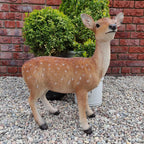 Xrl-Deer-B Size B Real Life Fallow Deer