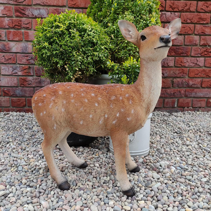 Xrl-Deer-B Size B Real Life Fallow Deer