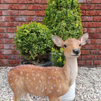 Xrl-Deer-B Size B Real Life Fallow Deer