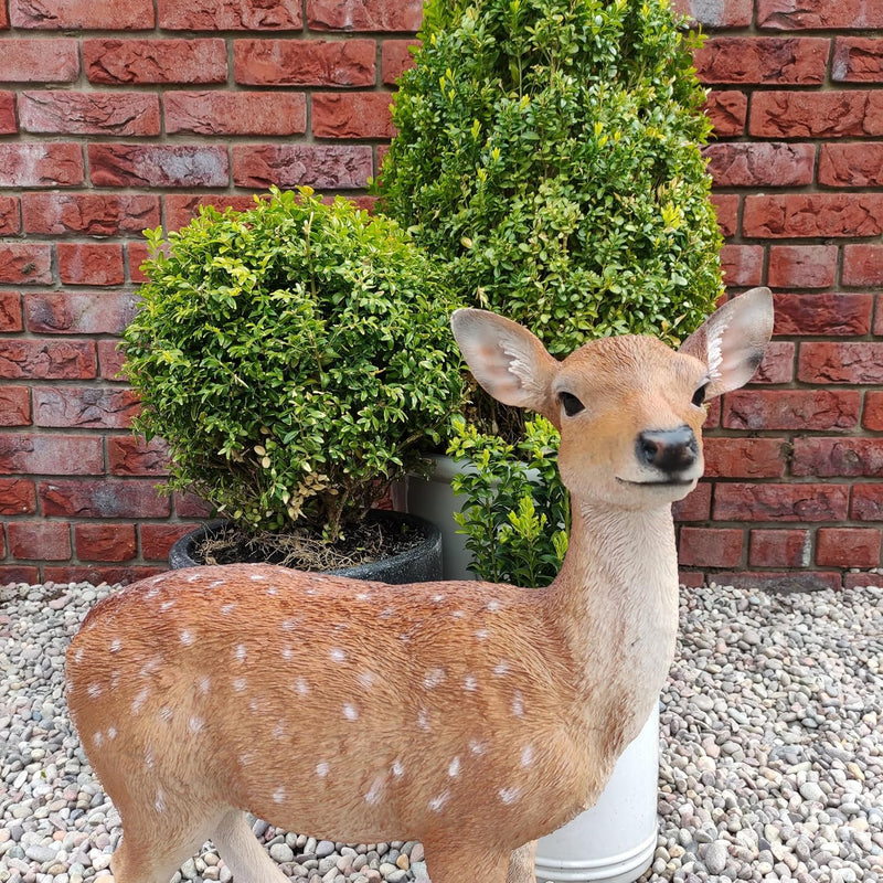 Xrl-Deer-B Size B Real Life Fallow Deer